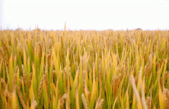 稻谷飘香迎丰年|CC网投生产基地奏响丰收乐章